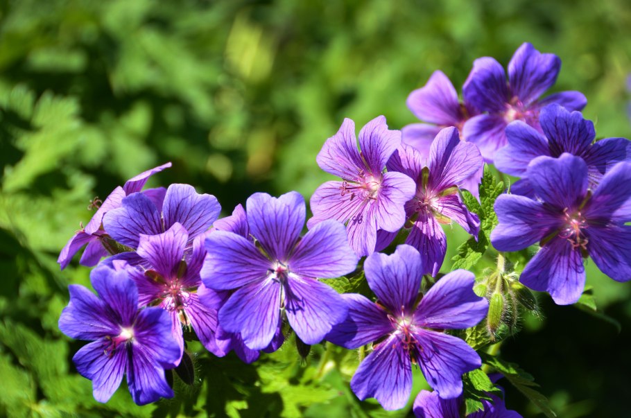 Герань лесная (geranium sylvaticum)
