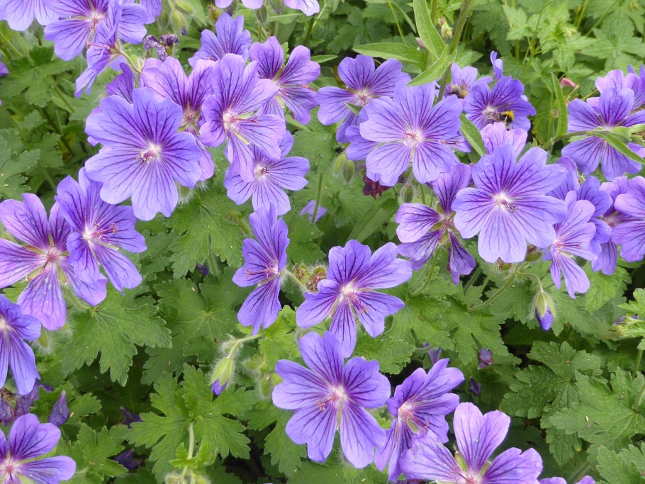 Герань луговая black beauty