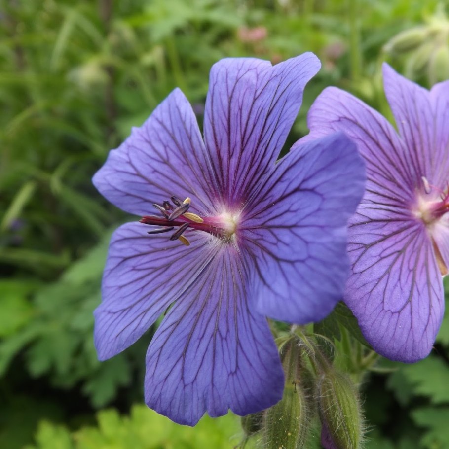Герань гибридная блу блад