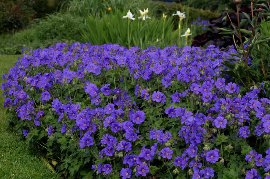 Герань садовая многолетняя розанна