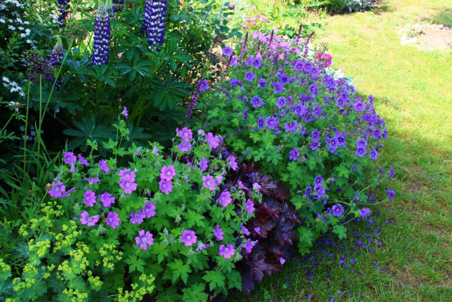 Герань лесная (geranium sylvaticum)