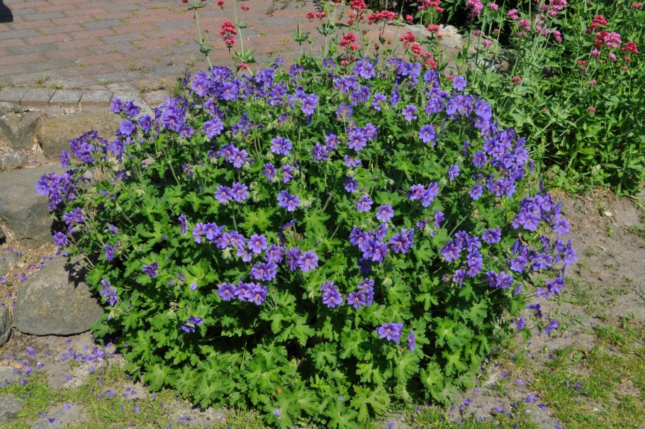 Герань садовая (geranium):