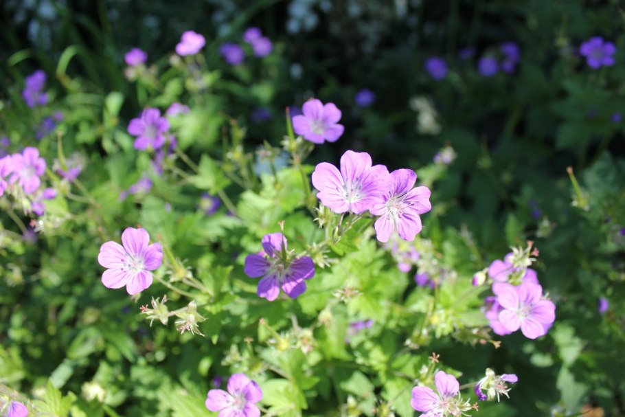 Герань лесная geranium sylvaticum