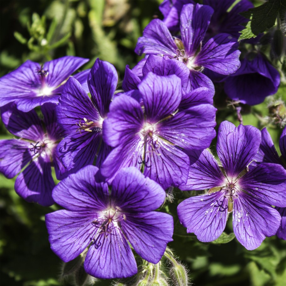 Герань Fay Anna