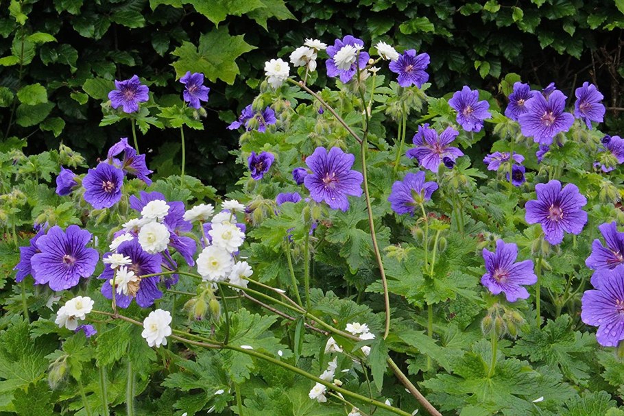 Садовая герань многолетняя