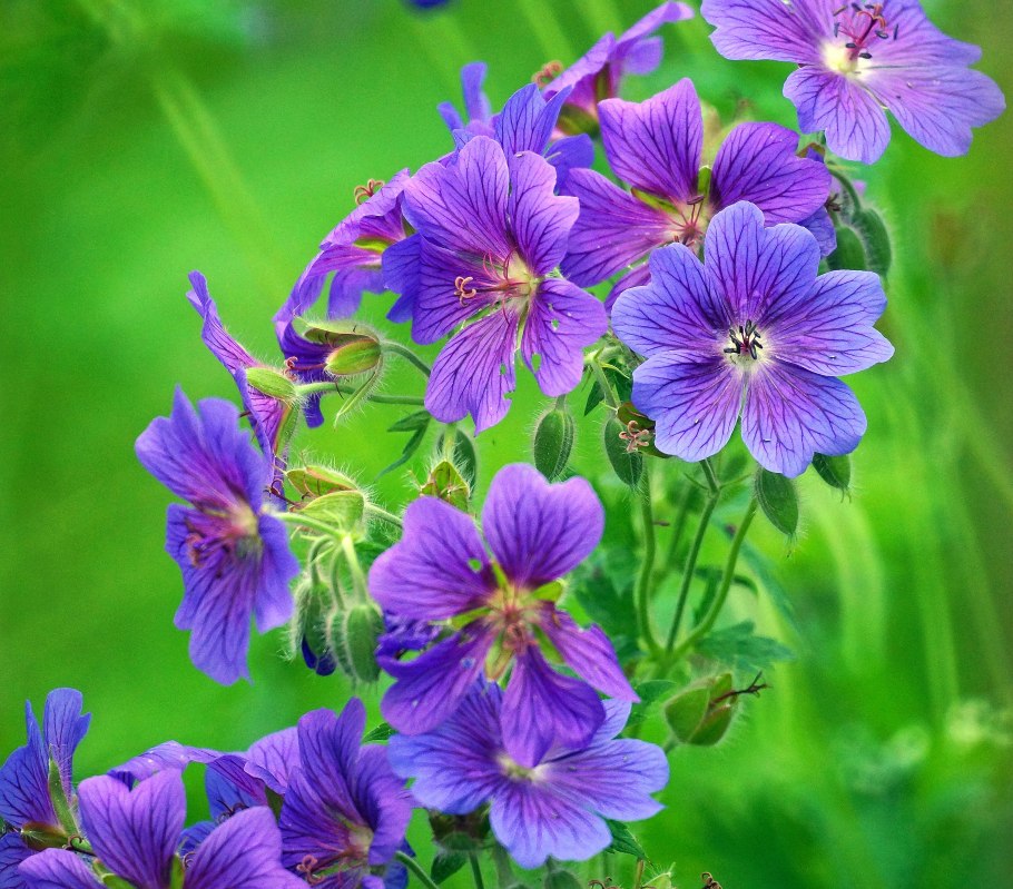 Герань садовая сиреневая