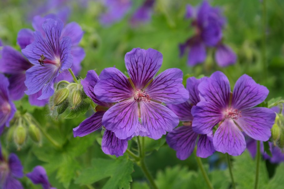 Герань лесная (geranium sylvaticum)