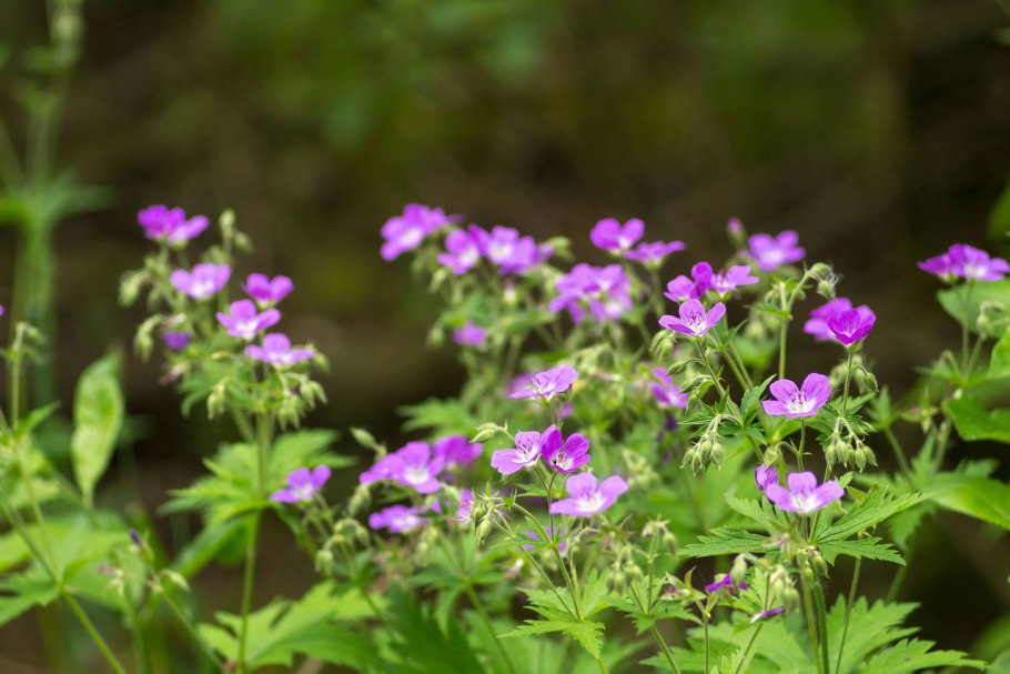 Герань лесная geranium sylvaticum