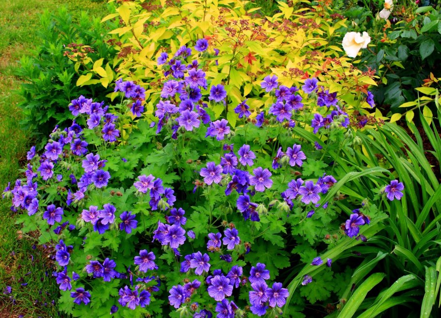 Гераниум блю блуд