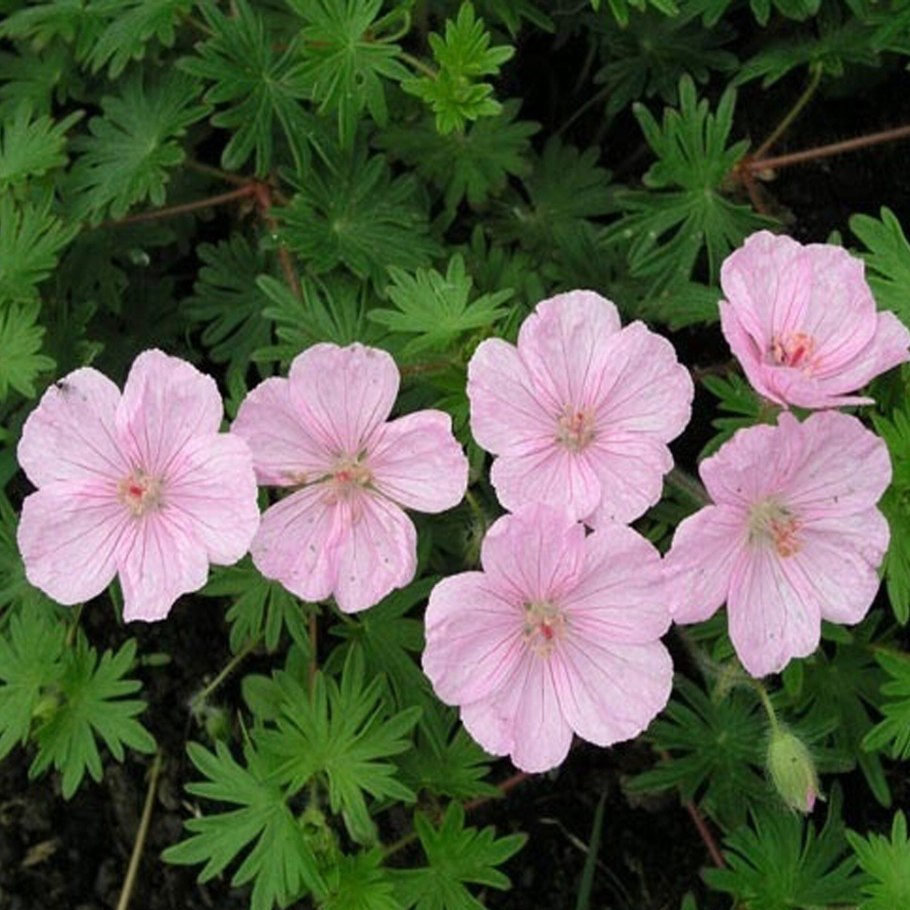 Герань кроваво красная