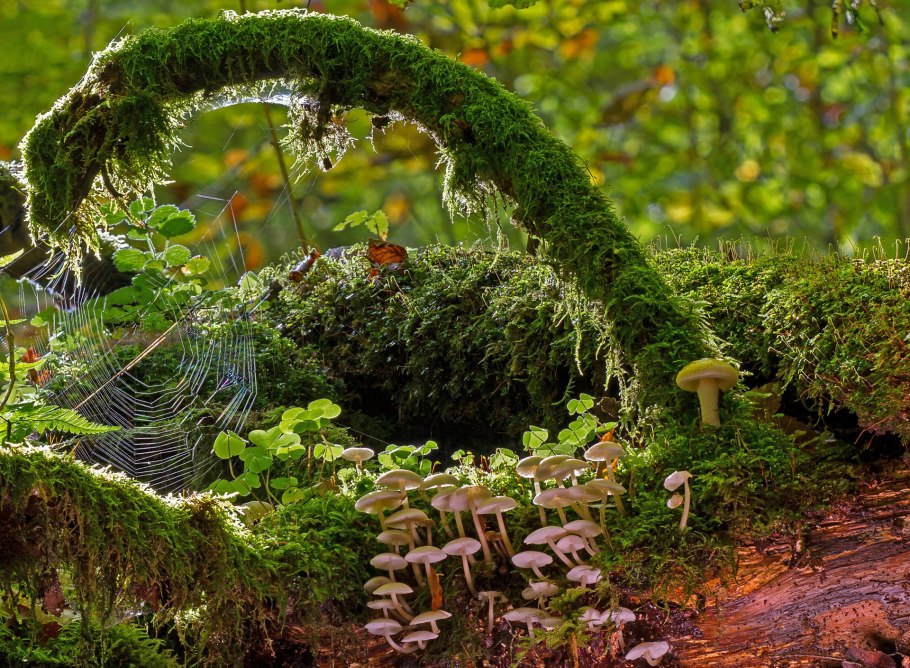 Лесной мох Экзотерра