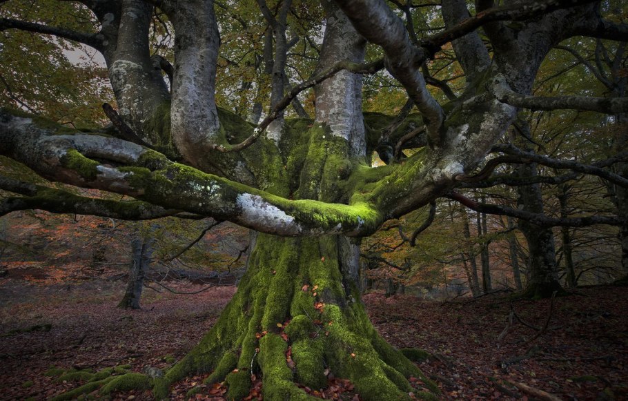 Дерево покрытое мхом