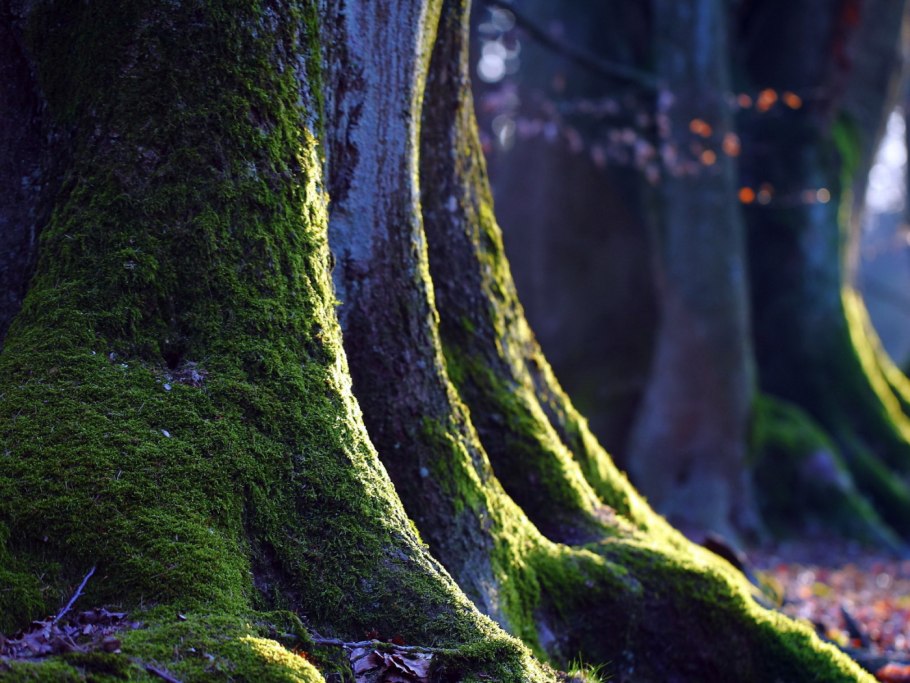 Сказочный лес