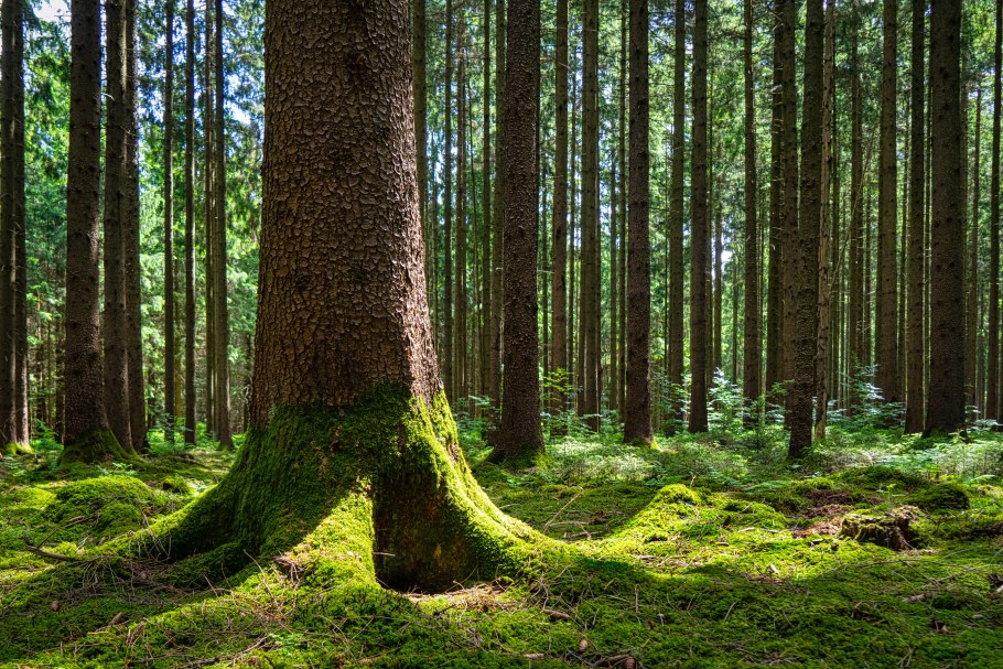 Еловый мшистый лес