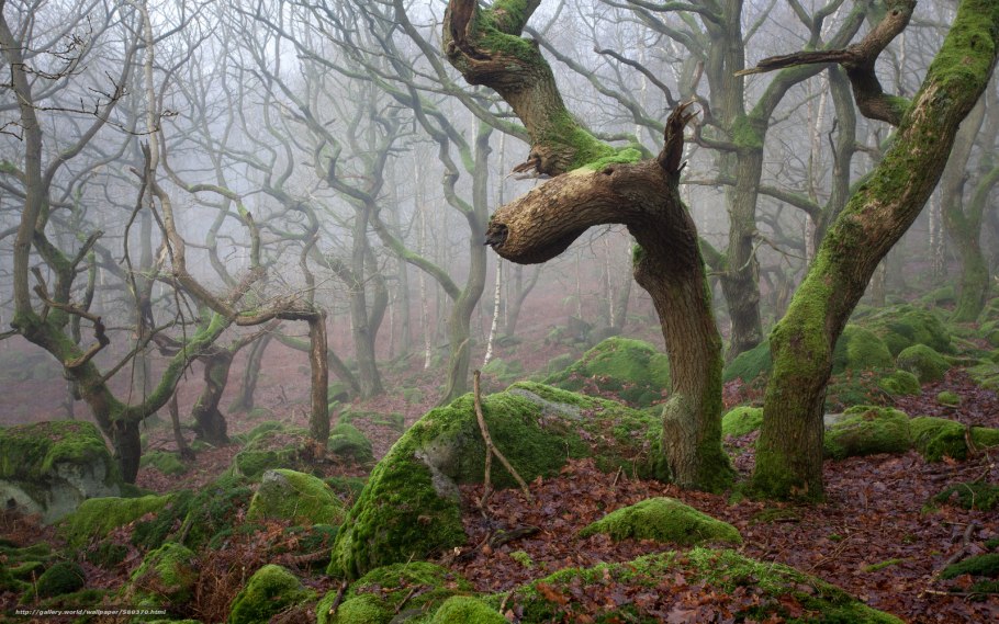 Кривое дерево