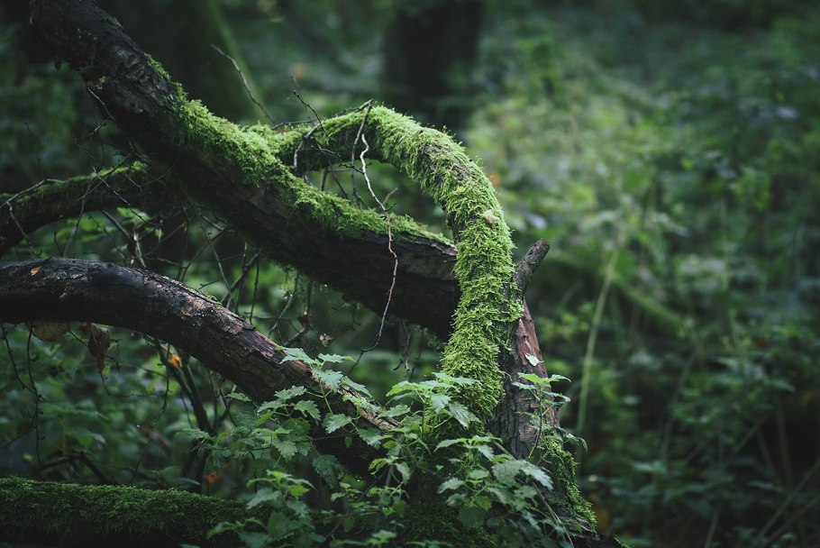 Afforestation Carbon