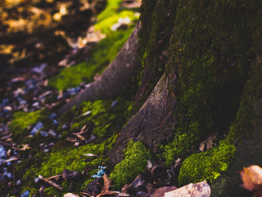 Мох на стволе
