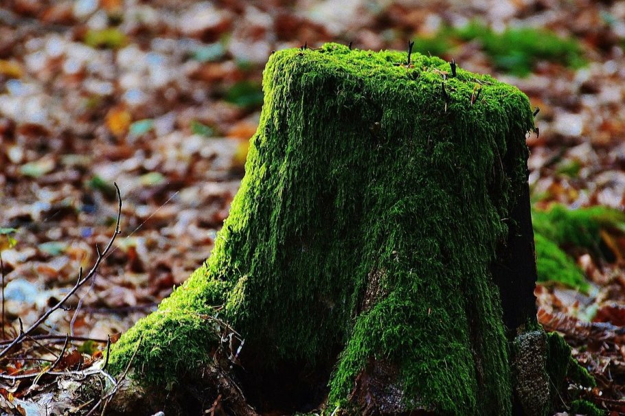 Пень мох Ван Гог