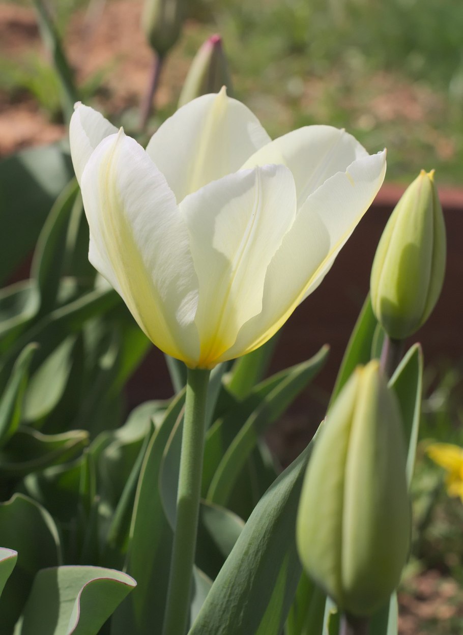 Тюльпан Ботанический лилипут