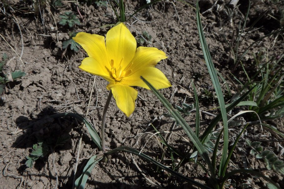 Tulipa tetraphylla