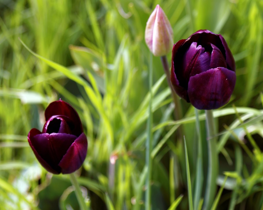 Пион Биберштейна