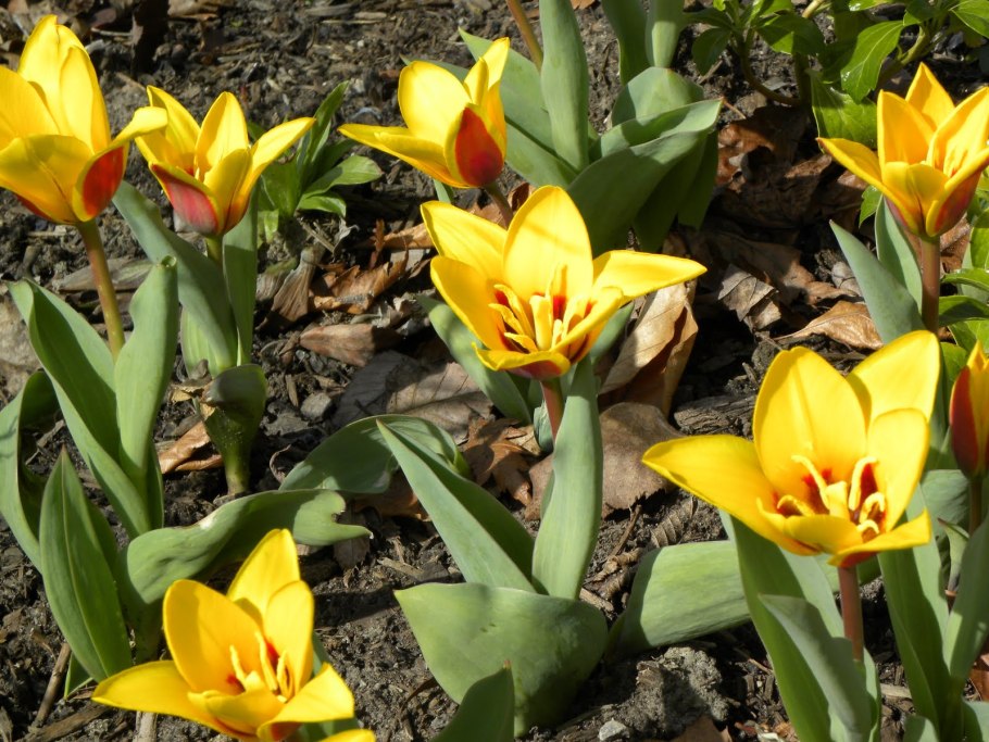 Тюльпан Шпренгера