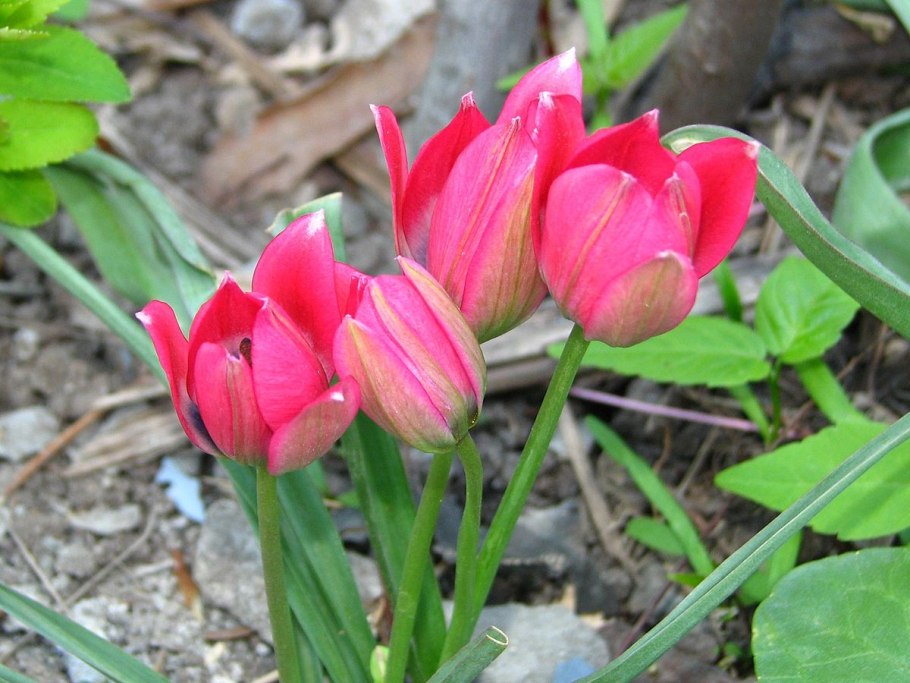 Tulipa stellata