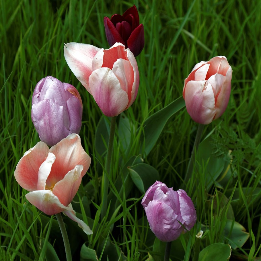 Ботанический тюльпан Sylvestris