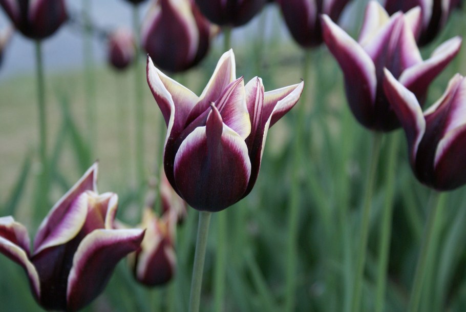 Тюльпан Полистар