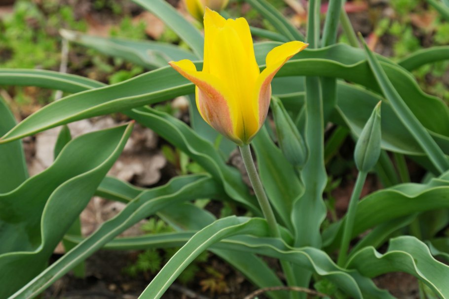 Тюльпан Алтайский - Tulipa altaica