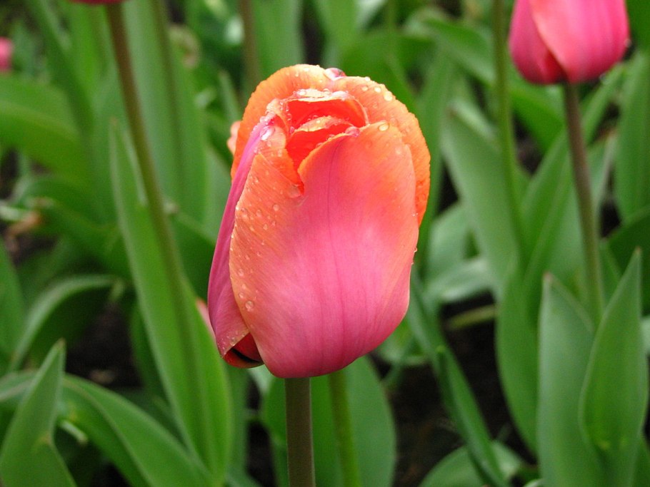 Tulipa gesneriana