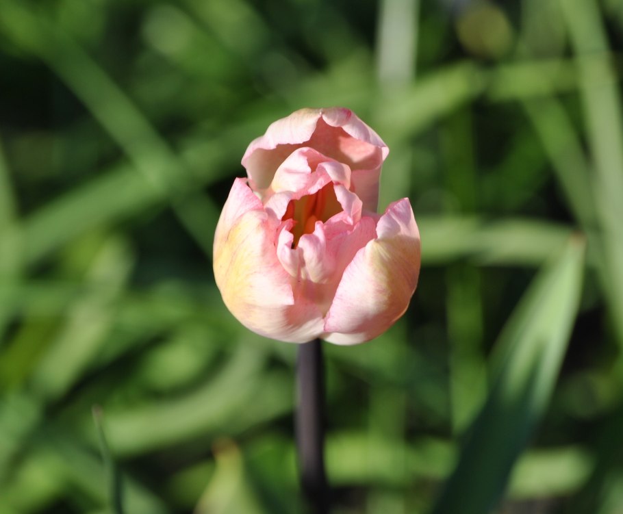 Тюльпан фостери кинг