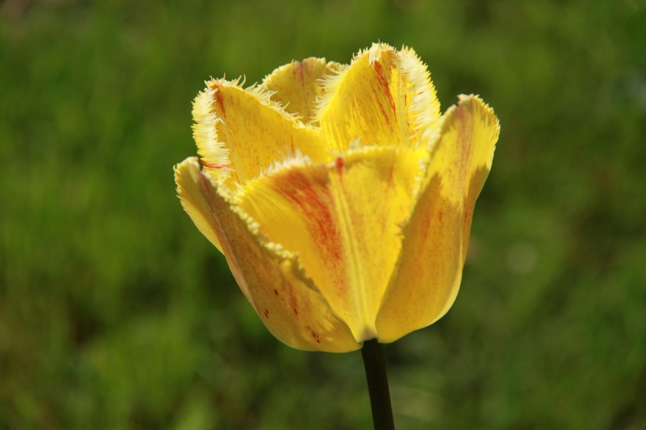 Тюльпан йеллоу даун