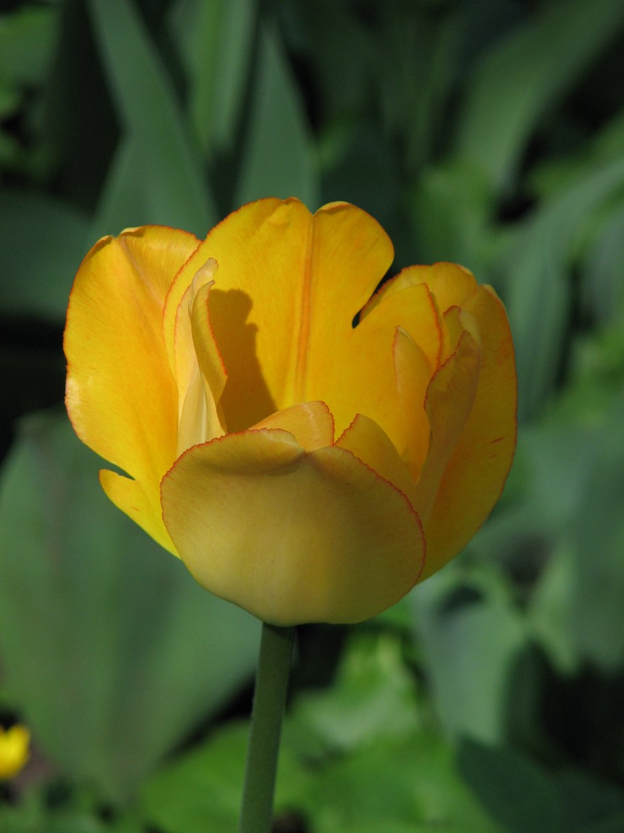 Тюльпан йеллоу пуриссима