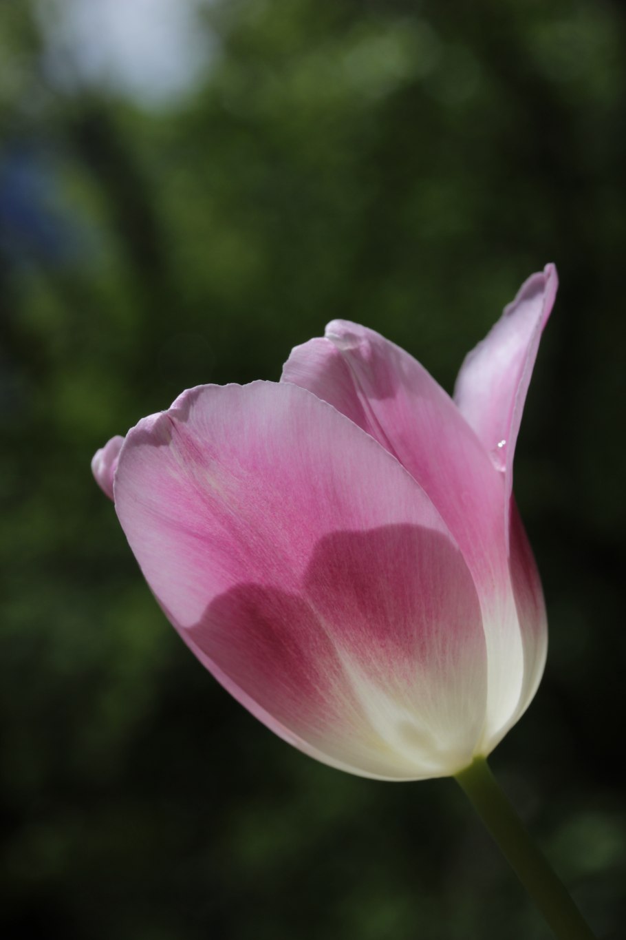 Тюльпан Сильвестрис