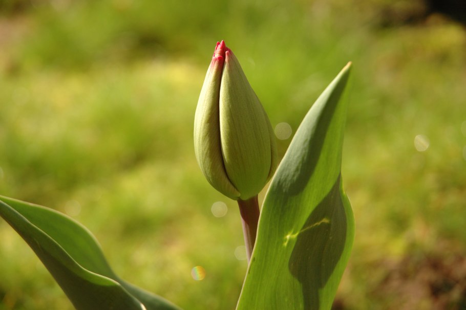 Тюльпан Elena