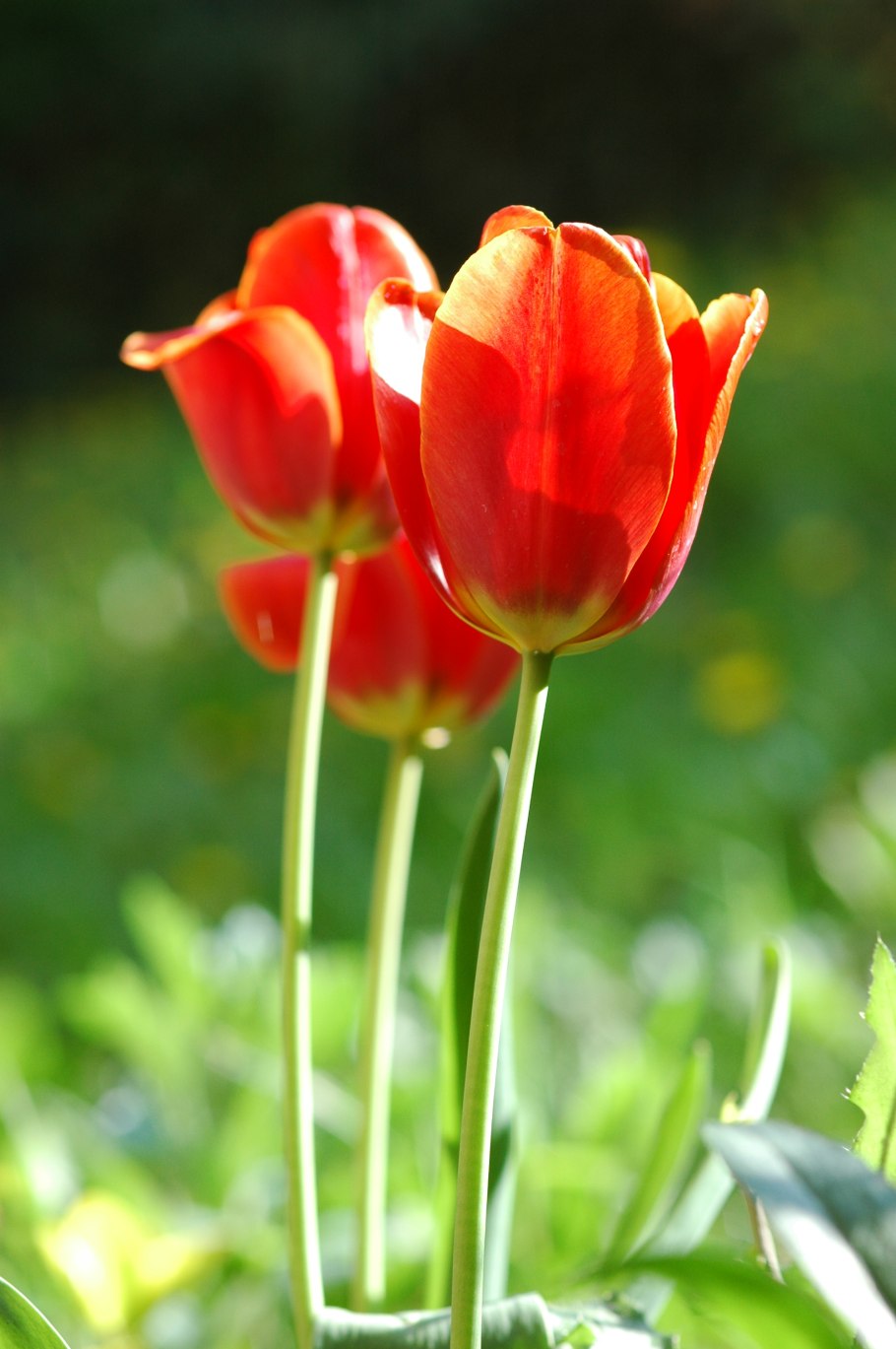 Тюльпан Ботанический лилипут