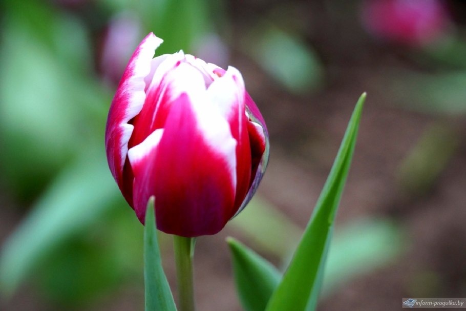 Тюльпан Пурпл Стоун