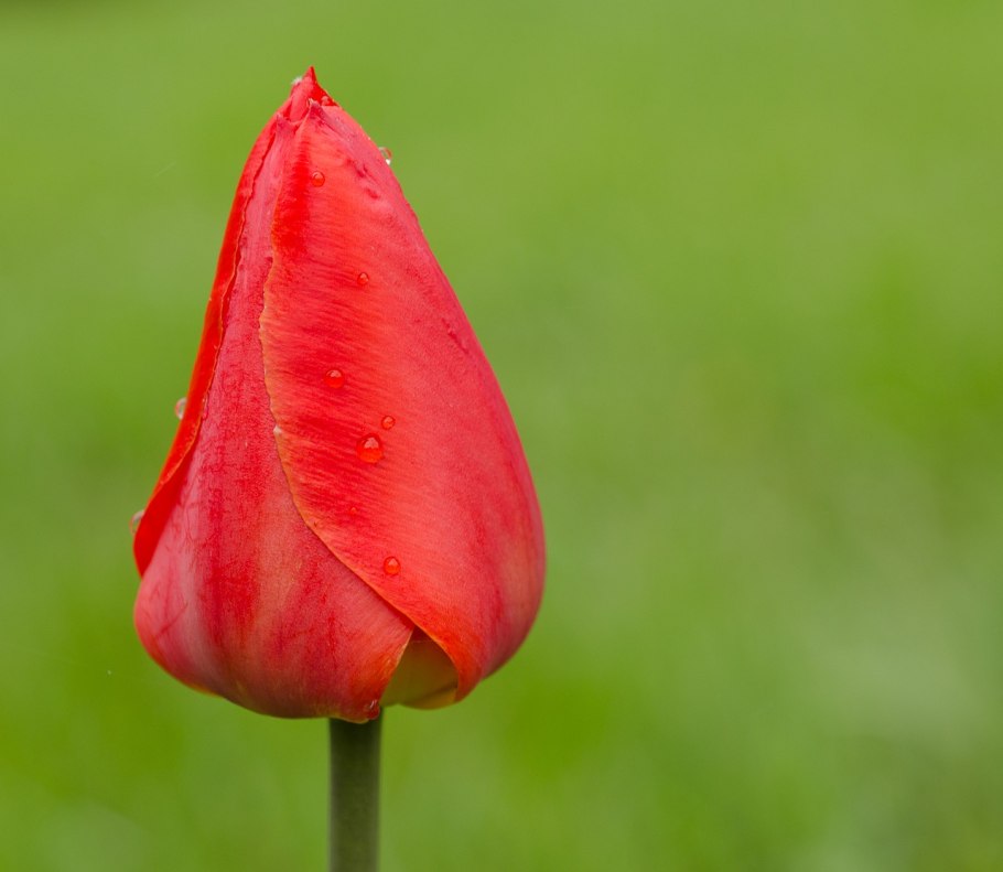 Тюльпан Пурпл Элеганс
