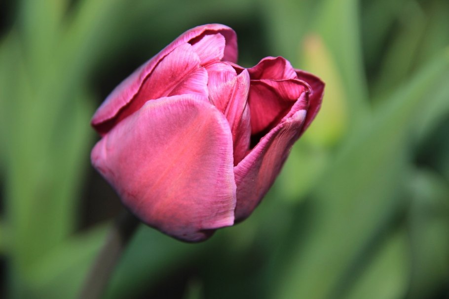 Тюльпан Оксфорд Уандер