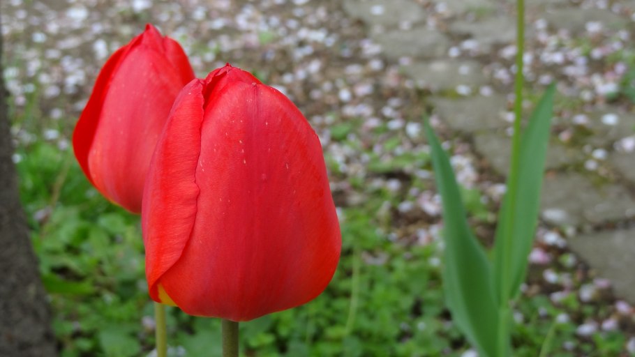 Тюльпан ред импрешн