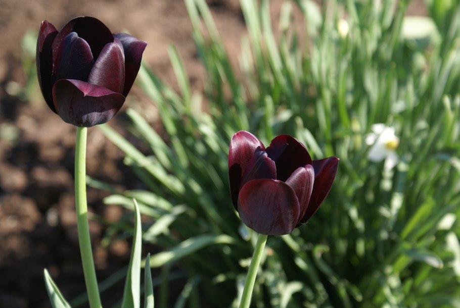 Тюльпан куин оф найт
