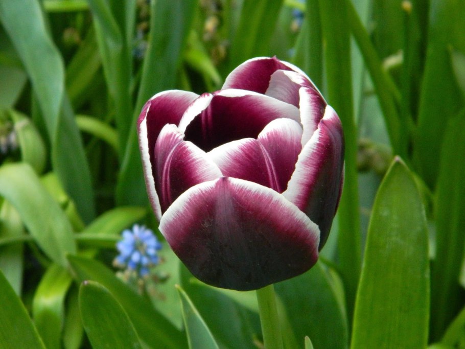 Луковица тюльпана