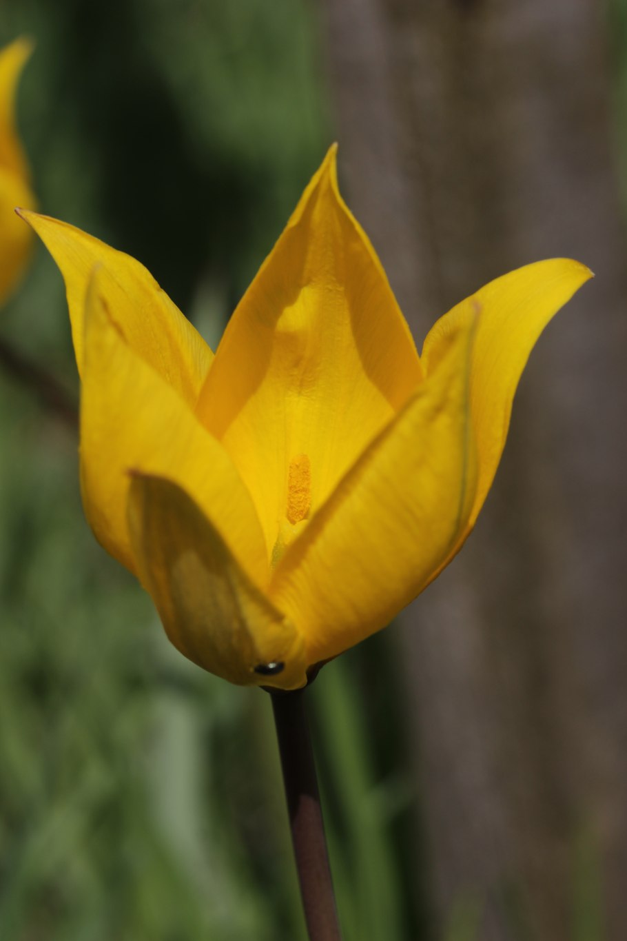 Тюльпан Гранд Перфекшн