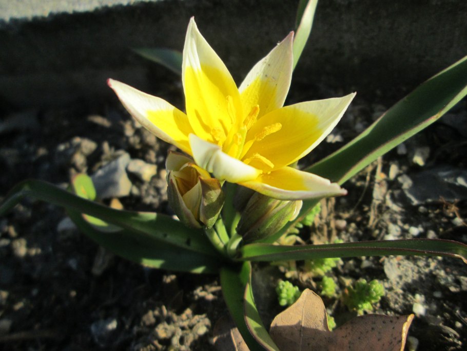 Tulipa turkestanica
