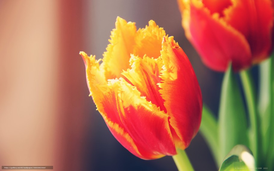 Тюльпан бахромчатый фабио