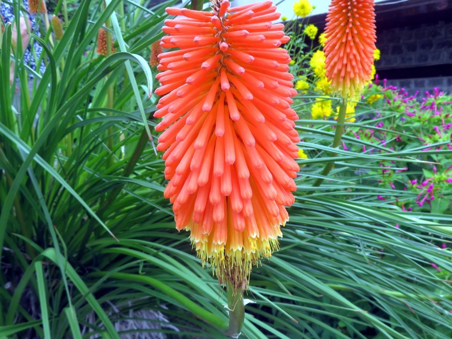 Книфофия флеминг торч