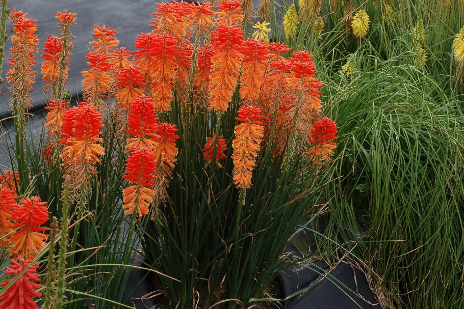 Книфофия Тукка