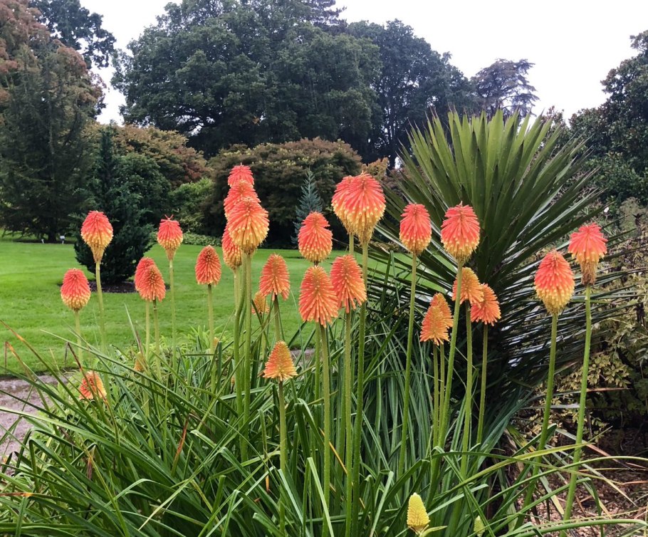 Kniphofia uvaria