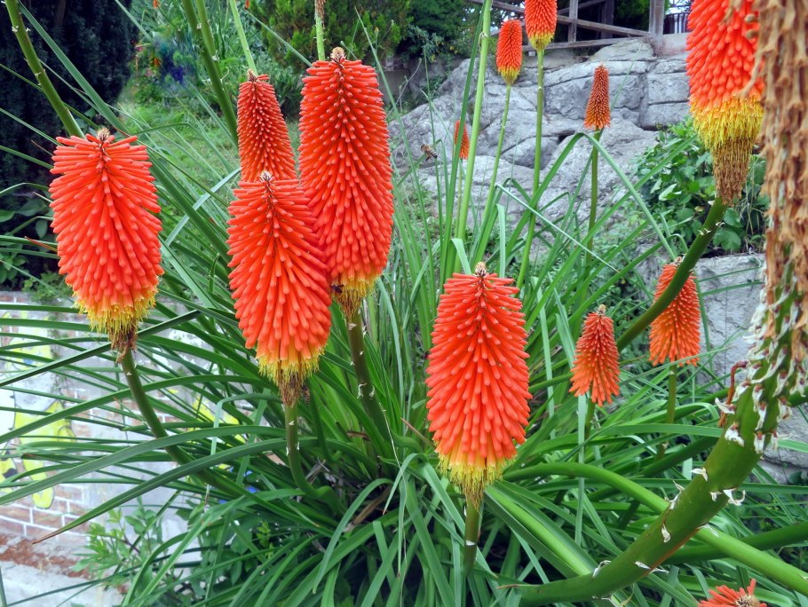 Книфофия гибридная африканский гость